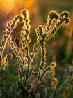 Usa-Washington State-Palouse. Backlit Menzies fiddleneck wildflower glowing at sunset Art Print